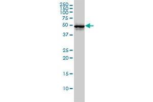 CDC37 antibody  (AA 1-378)