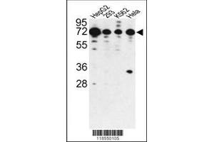 Image no. 1 for anti-Phosphatase and Actin Regulator 2 (PHACTR2) (AA 169-198), (N-Term) antibody (ABIN391910)