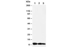 Image no. 3 for anti-Chemokine (C-X-C Motif) Ligand 10 (CXCL10) (AA 79-98) antibody (ABIN3030503)