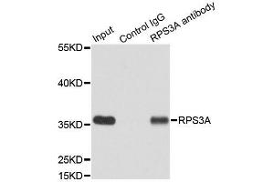 Image no. 6 for anti-Ribosomal Protein S3A (RPS3A) antibody (ABIN6147221)