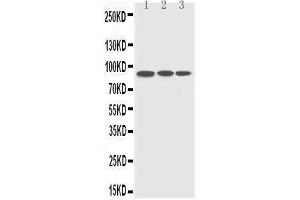 Image no. 1 for anti-CDC5 Cell Division Cycle 5-Like (S. Pombe) (CDC5L) (AA 782-802), (C-Term) antibody (ABIN3042896)