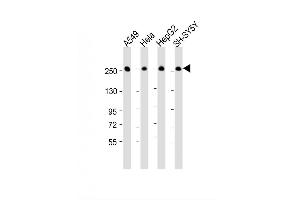Image no. 3 for anti-Fatty Acid Synthase (FASN) (AA 942-973) antibody (ABIN391654)