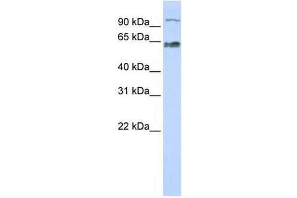 MAU2/KIAA0892 antibody