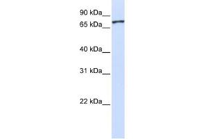 Image no. 1 for anti-Unc-5 Homolog A (UNC5A) (Middle Region) antibody (ABIN2784134)
