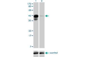 CREB3L4 antibody  (AA 1-110)