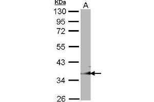 Image no. 2 for anti-GULP, Engulfment Adaptor PTB Domain Containing 1 (GULP1) (C-Term) antibody (ABIN2856534)