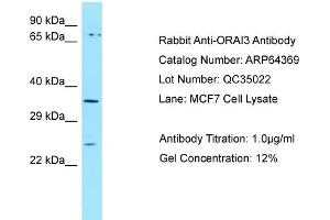Image no. 1 for anti-ORAI Calcium Release-Activated Calcium Modulator 3 (ORAI3) (C-Term) antibody (ABIN2789818)