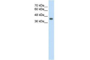 Image no. 3 for anti-GNAS Complex Locus (GNAS) (N-Term) antibody (ABIN630225)