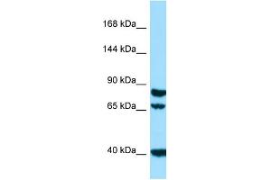 Image no. 1 for anti-Signal Peptide, CUB Domain, EGF-Like 1 (SCUBE1) (N-Term) antibody (ABIN2790193)