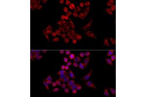 Image no. 6 for anti-Mitochondrial Import Receptor Subunit TOM20 homolog (TOMM20) antibody (ABIN6149382)