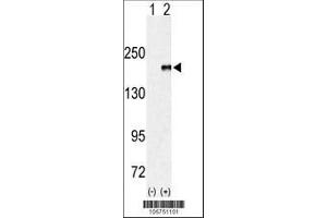 Image no. 1 for anti-Euchromatic Histone-Lysine N-Methyltransferase 1 (EHMT1) (AA 979-1010) antibody (ABIN387926)