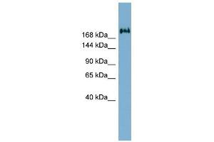 Image no. 1 for anti-Transmembrane Protein 2 (TMEM2) (Middle Region) antibody (ABIN635591)