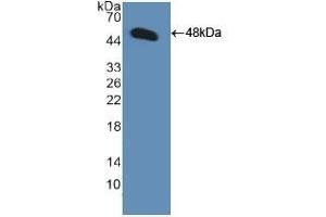GDF2 Antikörper  (AA 32-427)