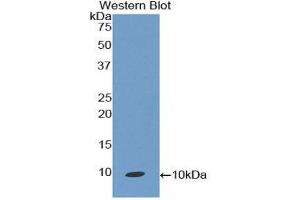 anti-Chemokine (C-C Motif) Ligand 19 (CCL19) (AA 32-103) antibody