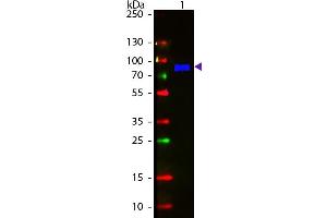 Western Blotting (WB) image for Goat anti-Monkey IgM (Chain mu) antibody (FITC) - Preadsorbed (ABIN102649)