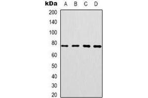 Image no. 2 for anti-Centrosomal Protein 76kDa (Cep76) antibody (ABIN2801435)