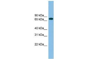 Image no. 1 for anti-Guanylate Binding Protein 2, Interferon-Inducible (GBP2) (N-Term) antibody (ABIN632613)