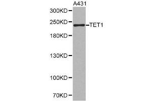 Image no. 1 for anti-Tet Methylcytosine Dioxygenase 1 (TET1) antibody (ABIN3022031)