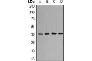 Image no. 3 for anti-Protein Quaking (QKI) (full length) antibody (ABIN6005536)