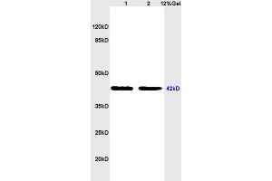 Image no. 3 for anti-Coagulation Factor II (thrombin) Receptor (F2R) (AA 251-350) antibody (ABIN728743)