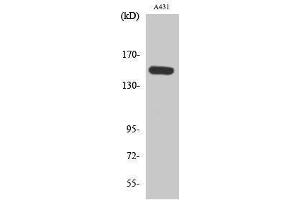 Image no. 1 for anti-phospholipase C, beta 3 (Phosphatidylinositol-Specific) (PLCB3) (pSer1105) antibody (ABIN3182492)