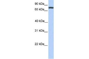 Image no. 1 for anti-Collectin Sub-Family Member 12 (COLEC12) (Middle Region) antibody (ABIN2784130)
