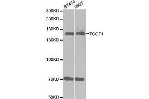 Image no. 1 for anti-Treacher Collins-Franceschetti Syndrome 1 (TCOF1) antibody (ABIN1682987)