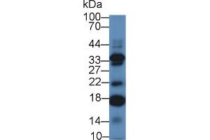 Image no. 2 for anti-Interleukin 17C (IL17C) (AA 36-187) antibody (ABIN1859356)