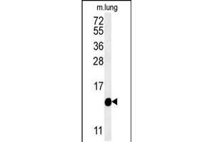 Image no. 1 for anti-Intraflagellar Transport 20 Homolog (IFT20) (AA 44-71) antibody (ABIN5536779)