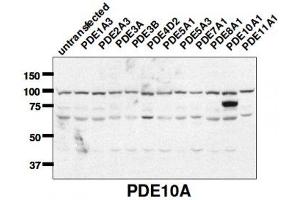 Image no. 1 for anti-phosphodiesterase 10A (PDE10A) (C-Term) antibody (ABIN1042642)