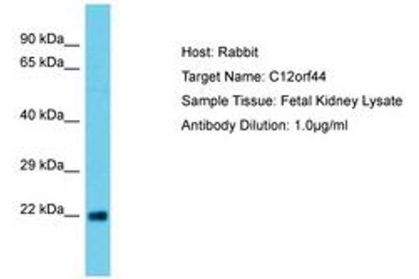 ATG101 antibody  (AA 29-78)