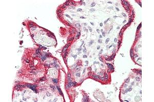 Image no. 1 for anti-Vesicular, Overexpressed in Cancer, Prosurvival Protein 1 (VOPP1) antibody (Biotin) (ABIN1955963)