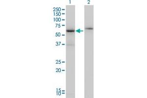 Image no. 3 for anti-Cleavage Stimulation Factor, 3' Pre-RNA, Subunit 2, 64kDa (CSTF2) (AA 1-577) antibody (ABIN560511)