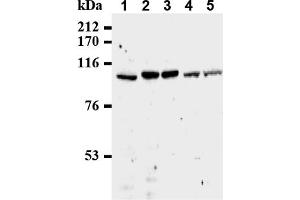 Image no. 1 for anti-Cell Division Cycle 27 Homolog (S. Cerevisiae) (CDC27) (AA 814-823), (C-Term) antibody (ABIN492595)