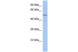 Image no. 1 for anti-F-Box Protein 39 (FBXO39) (Middle Region) antibody (ABIN2785255)