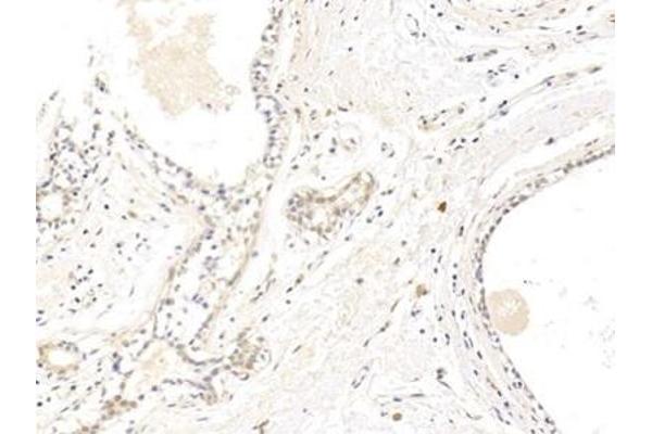 Claudin 1 antibody  (AA 50-197)