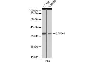Western Blotting (WB) image for Goat anti-Mouse IgG antibody (HRP) (ABIN3020588)