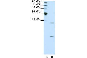 Image no. 1 for anti-Small Nuclear Ribonucleoprotein Polypeptide F (SNRPF) (N-Term) antibody (ABIN2778834)