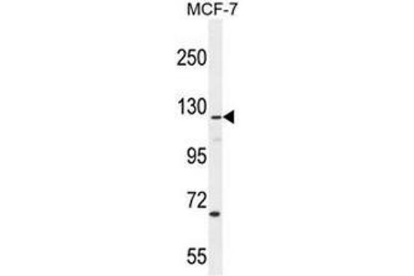anti-CASK Interacting Protein 2 (CASKIN2) (AA 714-741), (Middle Region) antibody
