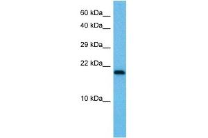 Image no. 2 for anti-Ubiquitin-Conjugating Enzyme E2I (UBE2I) (N-Term) antibody (ABIN2775680)