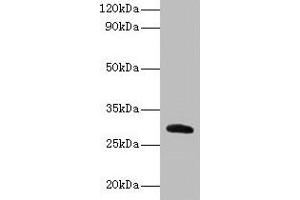 CELA2A anticorps  (AA 31-271)