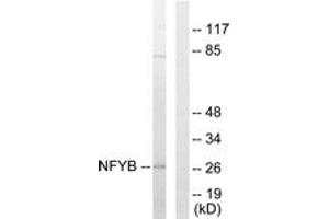 Image no. 1 for anti-Nuclear Transcription Factor Y, beta (NFYB) (AA 1-50) antibody (ABIN1533674)