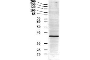 Image no. 1 for anti-Glyceraldehyde-3-Phosphate Dehydrogenase (GAPDH) (Internal Region) antibody (ABIN185543)