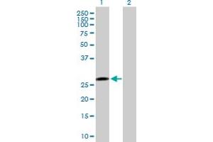 Western Blot analysis of PTTG1 expression in transfected 293T cell line by PTTG1 MaxPab polyclonal antibody.