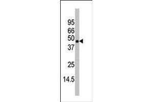 Image no. 1 for anti-Mitogen-Activated Protein Kinase 11 (MAPK11) (AA 334-359), (C-Term) antibody (ABIN391730)