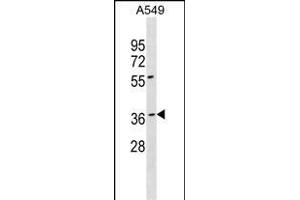 BARHL1 Antibody (N-term) (ABIN1538873 and ABIN2849973) western blot analysis in A549 cell line lysates (35 μg/lane).