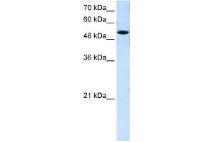 Image no. 1 for anti-Solute Carrier Family 25 (Mitochondrial Carrier, Phosphate Carrier), Member 25 (SLC25A25) antibody (ABIN635360)