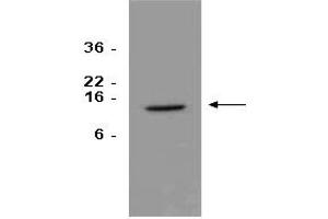 Image no. 1 for anti-Natural Cytotoxicity Triggering Receptor 3 (NCR3) (Extracellular Domain) antibody (ABIN377221)