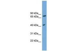 SPPL3 抗体  (AA 215-264)