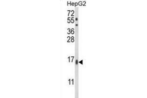 Image no. 2 for anti-Microsomal Glutathione S-Transferase 2 (MGST2) antibody (ABIN3003945)